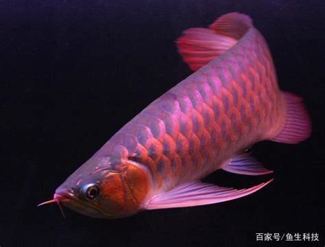 龍魚幼魚